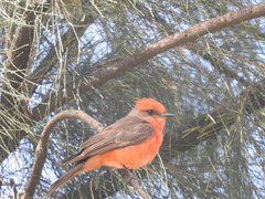 Pyrocephalus rubinus