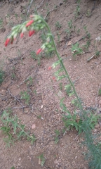 Ipomopsis aggregata collina