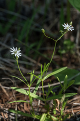 Stellaria longifolia