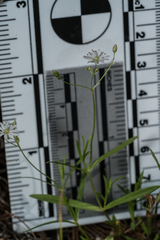 Stellaria longifolia