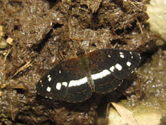 Janatella fellula