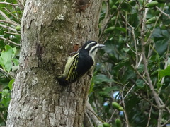 Pogoniulus bilineatus