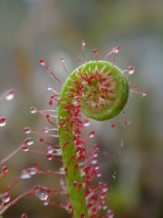 Drosera filiformis
