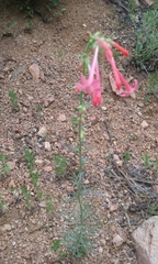 Ipomopsis aggregata collina