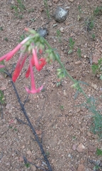 Ipomopsis aggregata collina