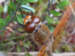 Celithemis eponina