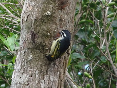 Pogoniulus bilineatus