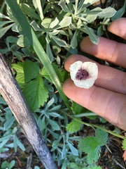 Calochortus elegans nanus