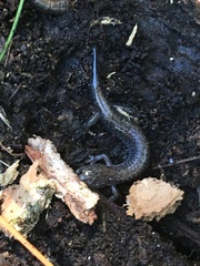 Plethodon cinereus