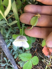 Calochortus elegans nanus