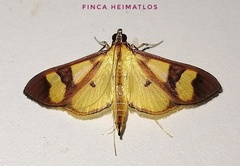 Goniorhynchus
