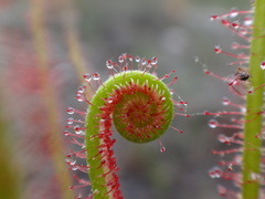Drosera filiformis