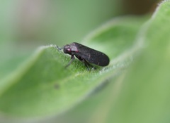 Prosapia bicincta