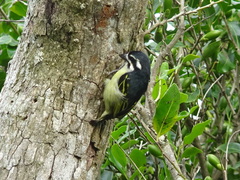 Pogoniulus bilineatus