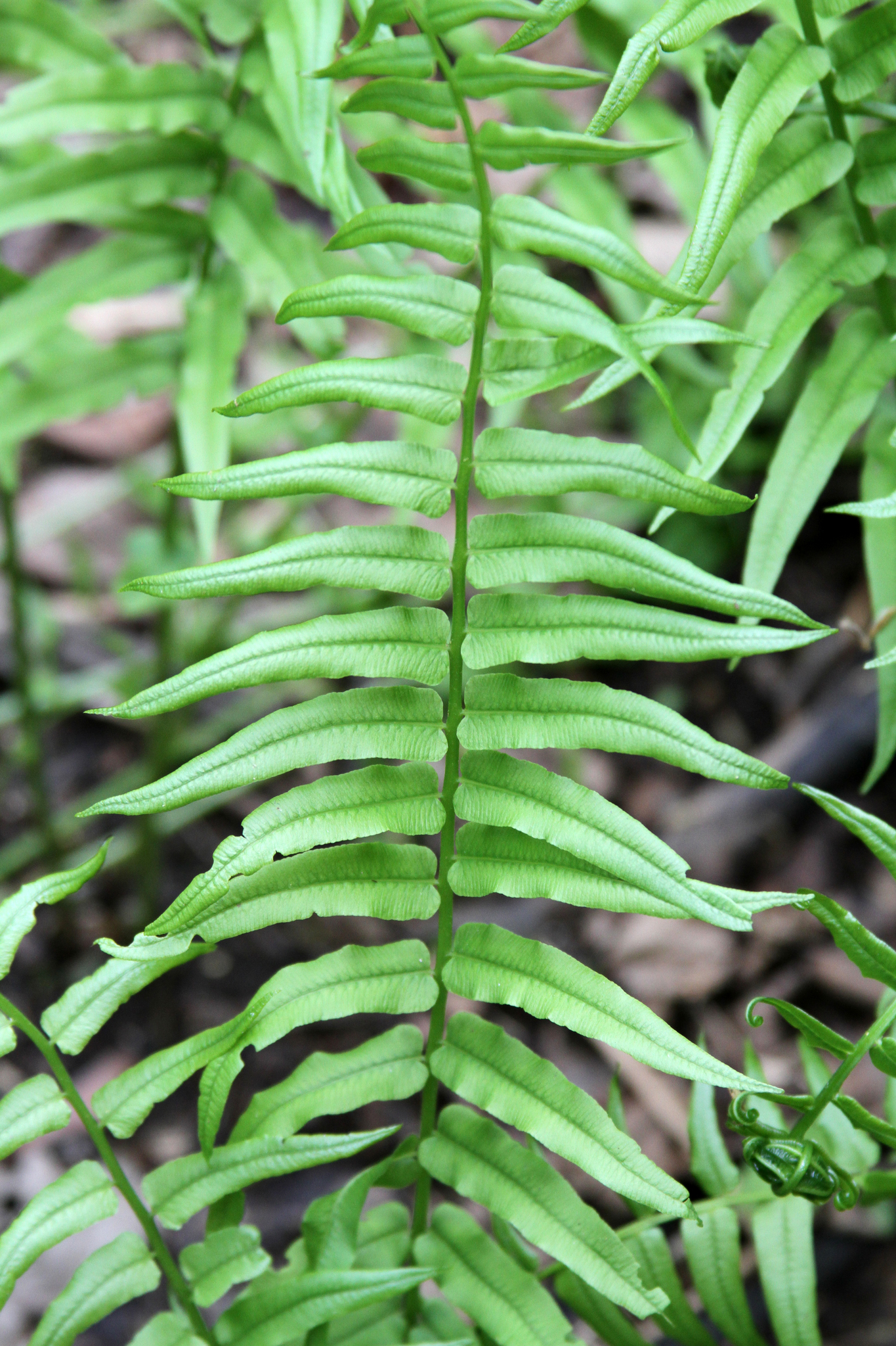 Homalosorus