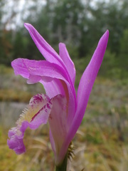 Arethusa bulbosa