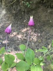 Clematis glaucophylla