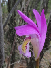 Arethusa bulbosa