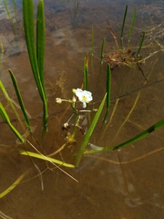 Sagittaria rigida