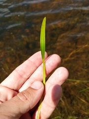 Sagittaria rigida