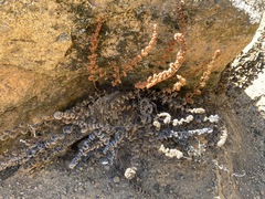 Myriopteris covillei