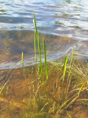 Sagittaria rigida