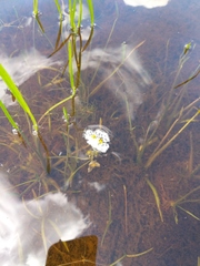 Sagittaria rigida