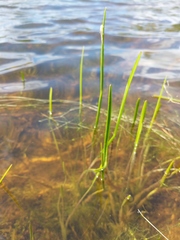 Sagittaria rigida