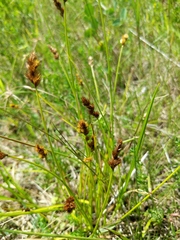 Carex crawfordii