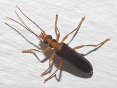 Nacerdes carniolica