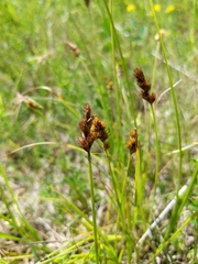 Carex crawfordii