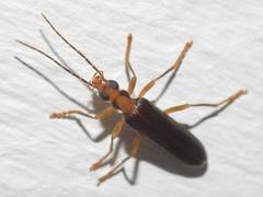 Nacerdes carniolica