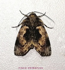 Drobeta