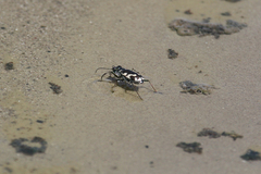 Cicindela willistoni echo