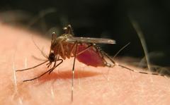 Aedes canadensis