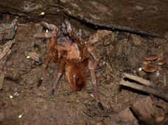 Citharacanthus cyaneus