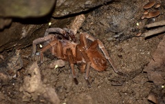 Citharacanthus cyaneus