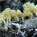 Rhizocybe albida - Photo (c) Shirley Kerr, some rights reserved (CC BY-NC), uploaded by Shirley Kerr