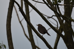 Turdus merula