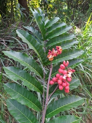 Pseudima frutescens