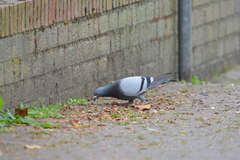 Columba livia domestica