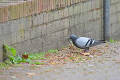 Columba livia domestica