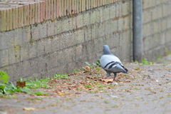 Columba livia domestica