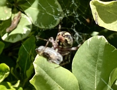 Araneidae