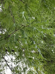 Gleditsia
