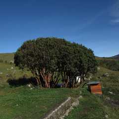 Polylepis quadrijuga