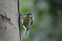 Cyanistes caeruleus
