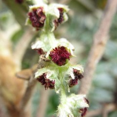 Polylepis quadrijuga