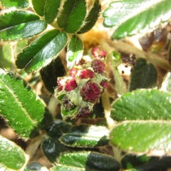 Polylepis quadrijuga