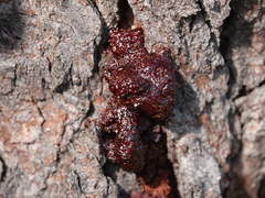 Synanthedon exitiosa